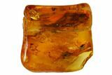 Fossil Fly (Diptera) and Beetle (Coleoptera) In Baltic Amber #173659-1